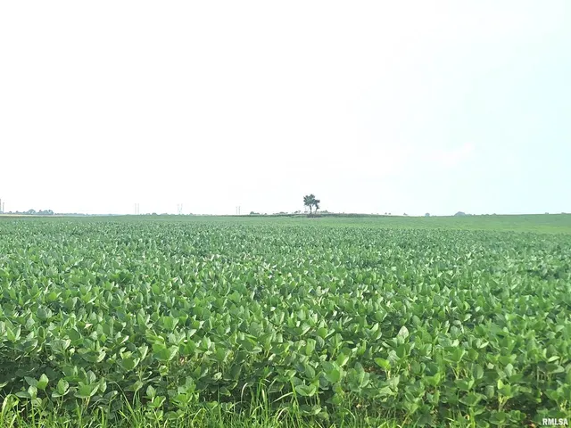 a view of a green field with plants