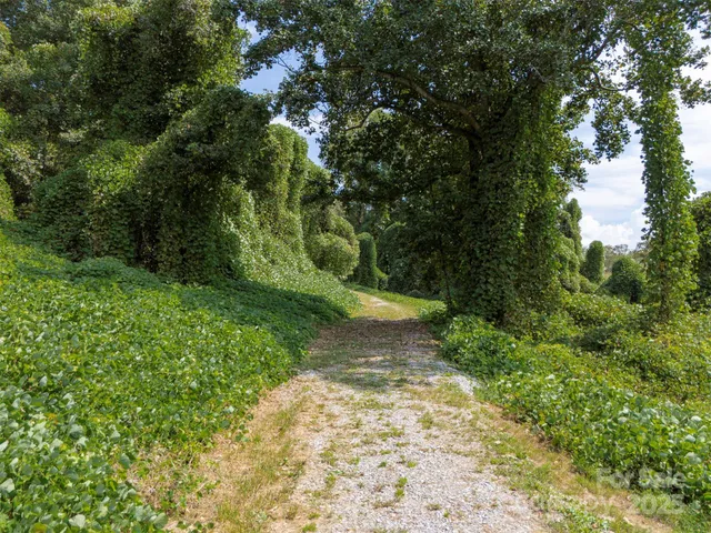 a view of a yard with plants and trees