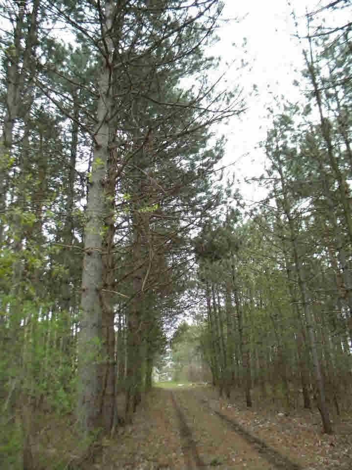 0 South State Corunna, MI 48817 - Photo 3 of 12