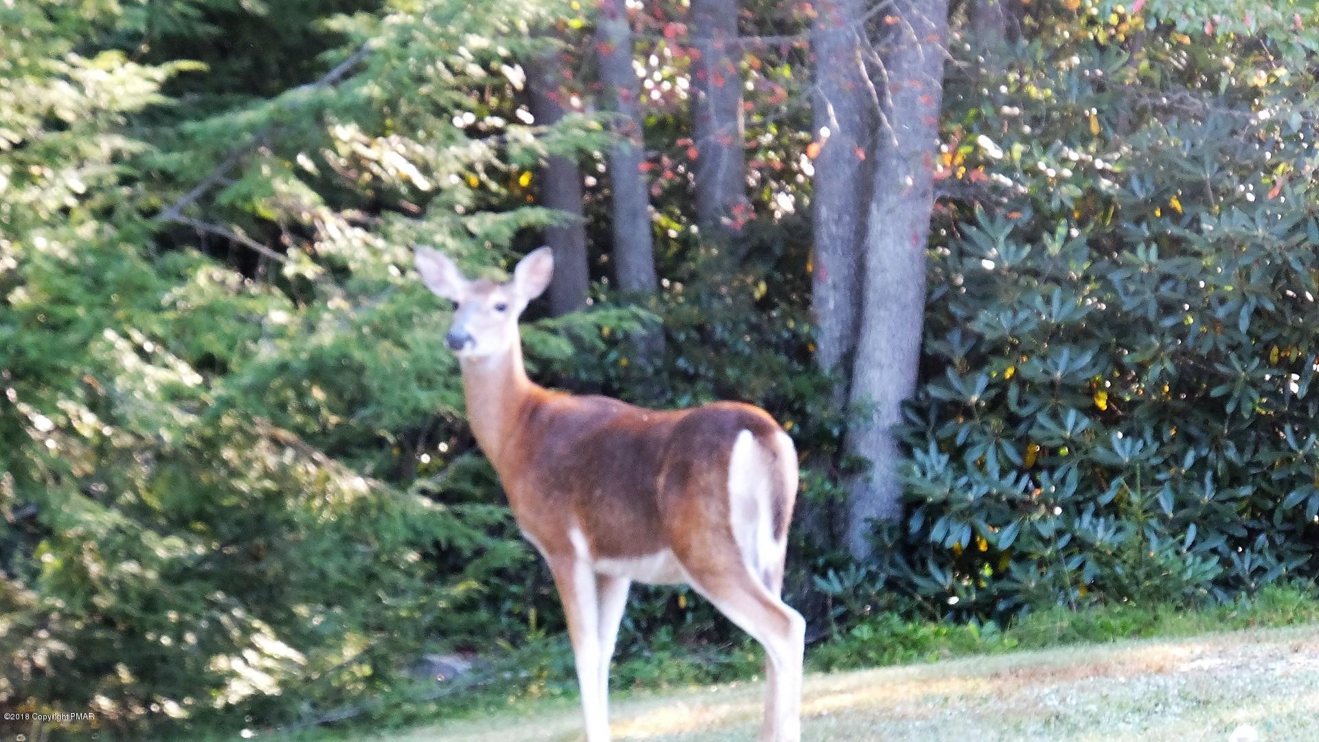 1307 Sawmill Road Pocono Lake, PA 18347 - Photo 6 of 8 Deer