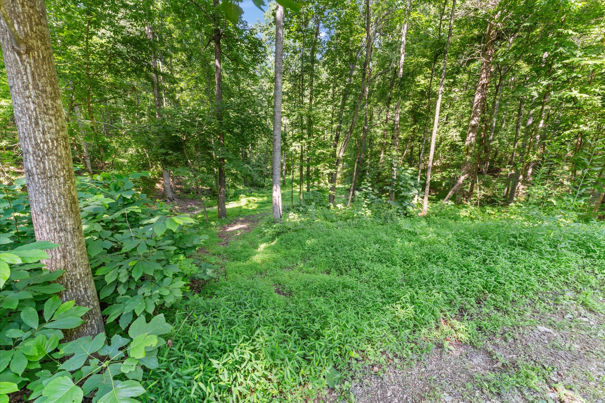 7865 Barnhill Road Primm Springs, TN 38476 - Photo 42 of 54