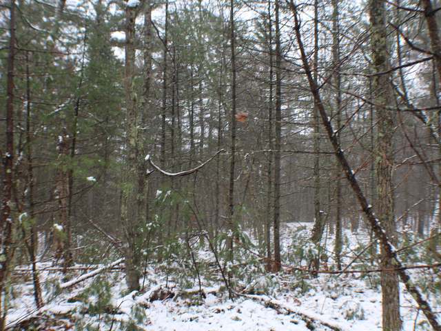 Lot On Birchwood Drive Rhinelander, WI 54501 - Photo 6 of 7 Gallery Image 6