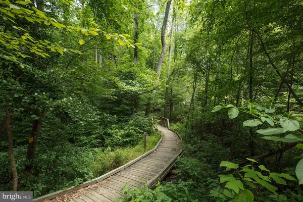a view of a forest with a street