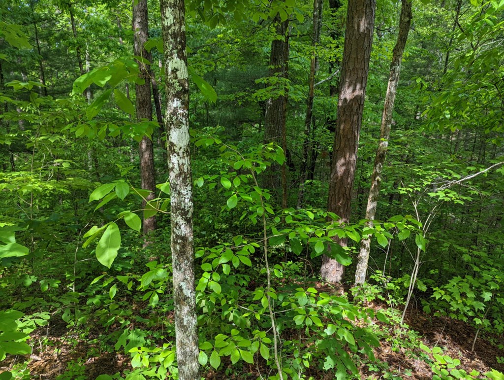 1-2 Highland Road Murphy, NC 28906 - Photo 2 of 9 a view of a lush green forest