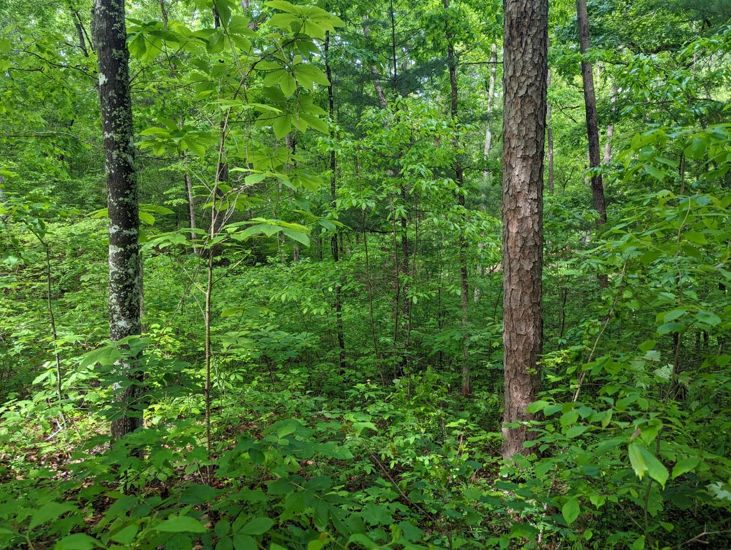 1-2 Highland Road Murphy, NC 28906 - Photo 3 of 9 a view of a lush green forest