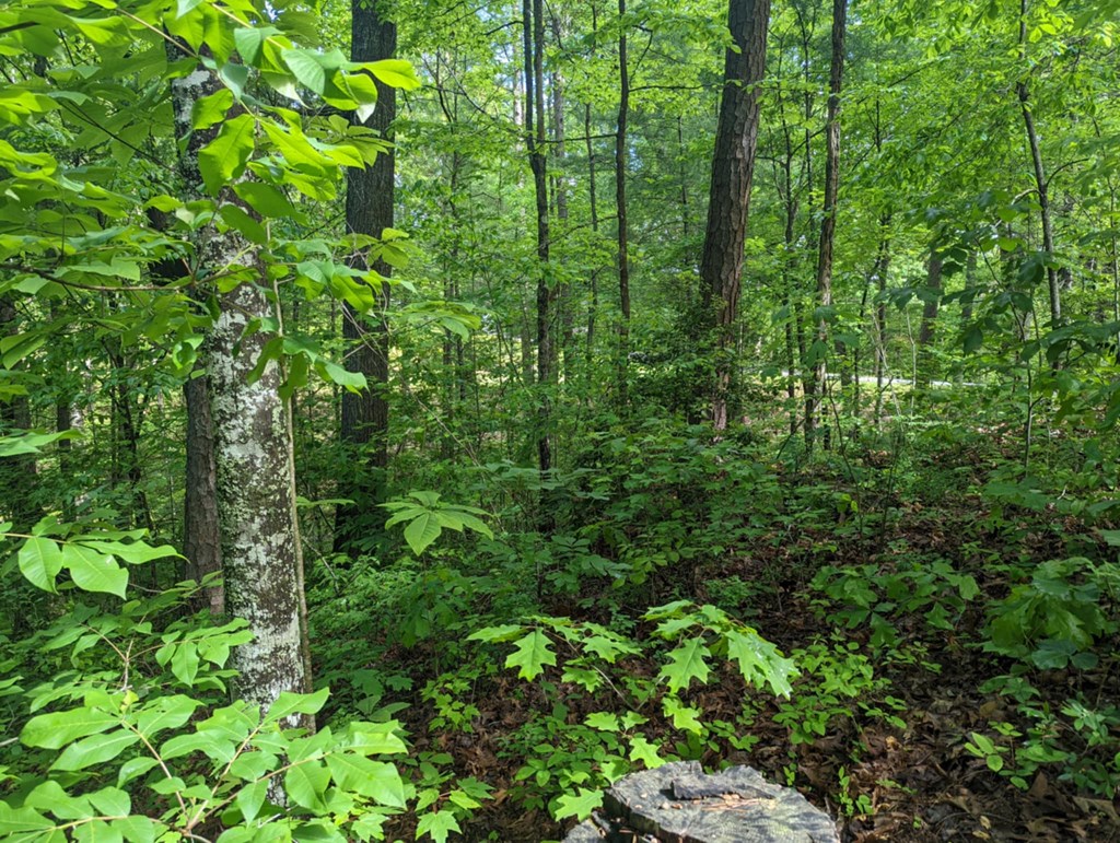 1-2 Highland Road Murphy, NC 28906 - Photo 4 of 9 a view of a lush green forest