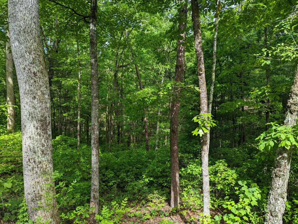 1-2 Highland Road Murphy, NC 28906 - Photo 5 of 9 a view of a forest with trees