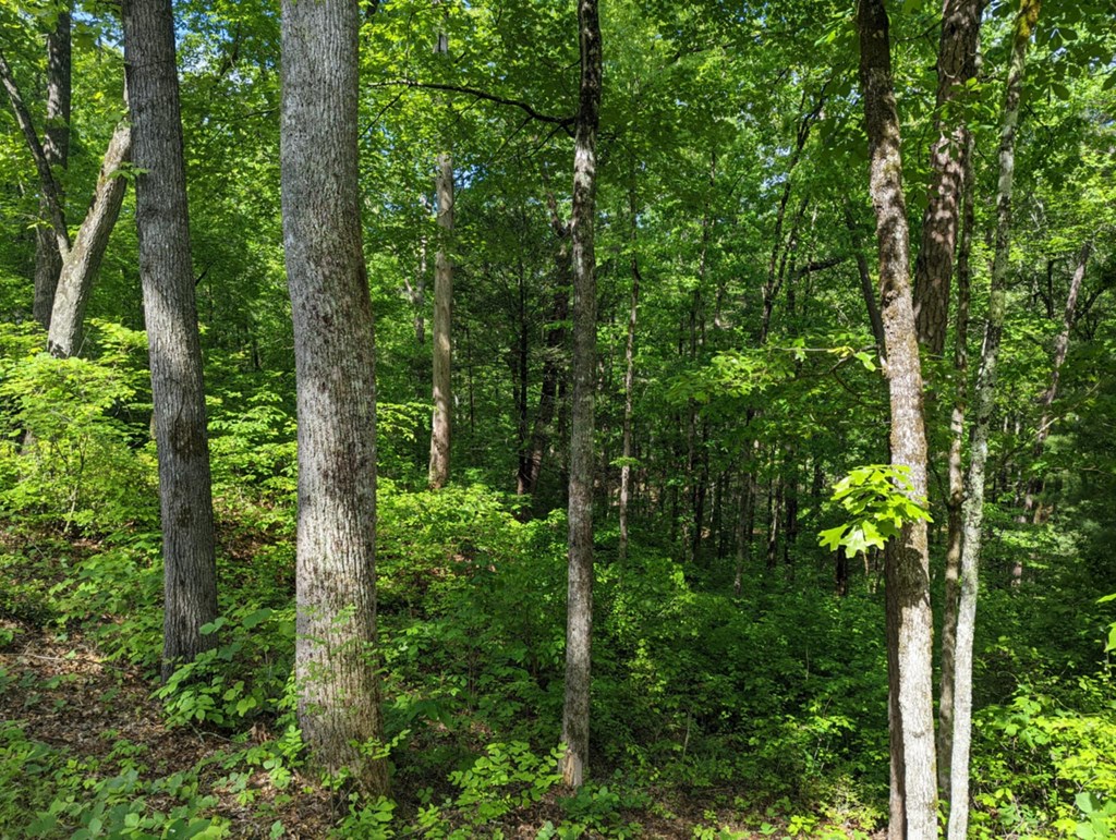 1-2 Highland Road Murphy, NC 28906 - Photo 7 of 9 a view of a lush green forest