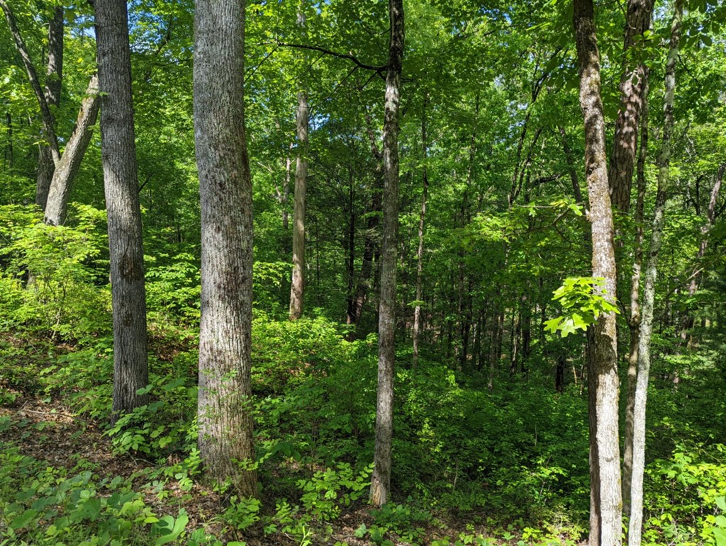 1-2 Highland Road Murphy, NC 28906 - Photo 8 of 9 a view of a lush green forest