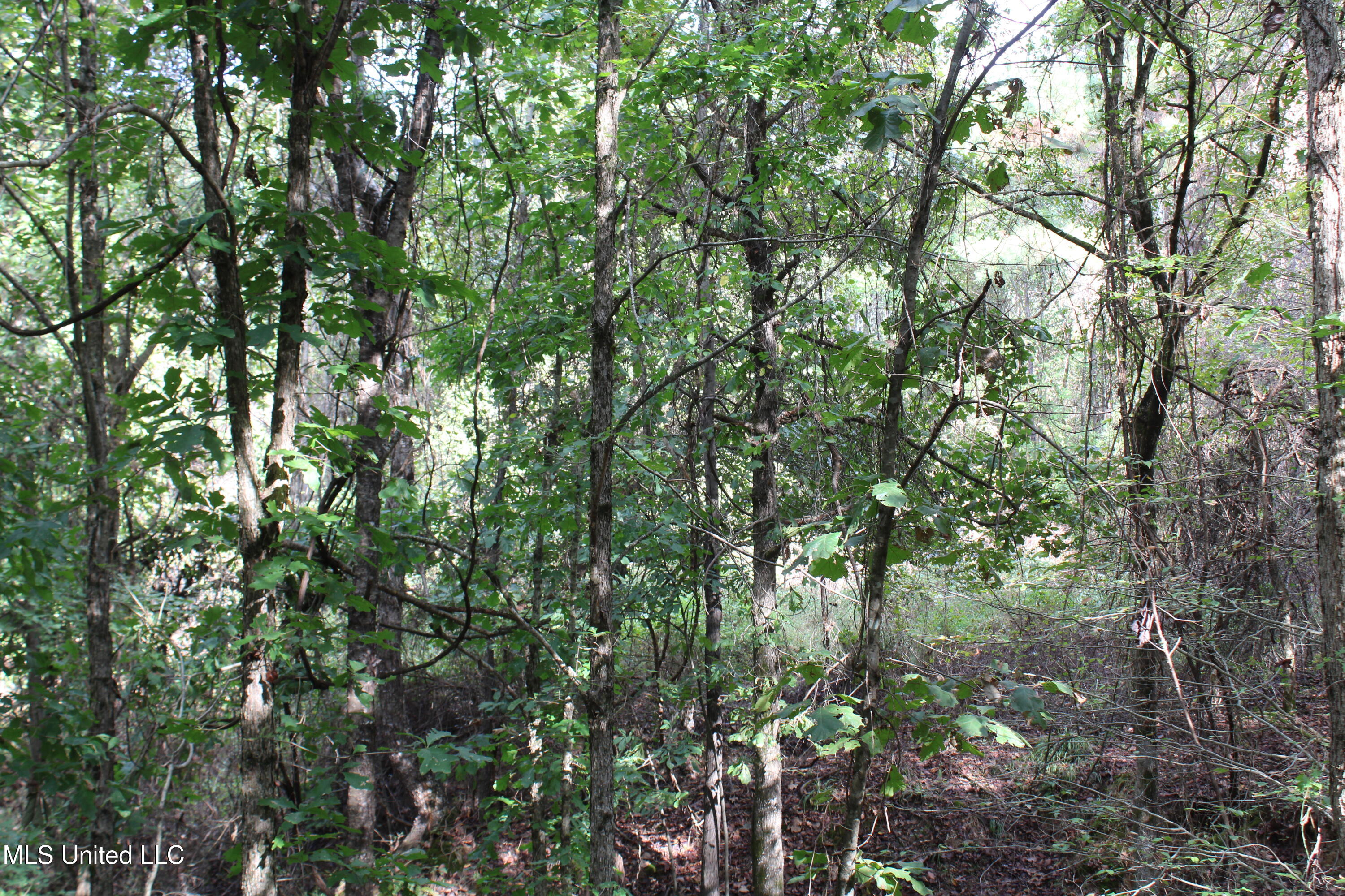 2 Byhalia Road Byhalia, MS 38611 - Photo 10 of 15 IMG_6801