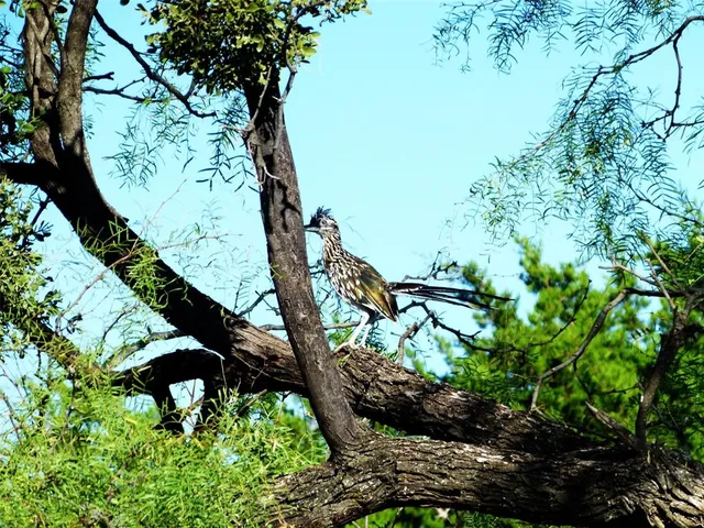 $749,000 | 1558 County Road 334, Gouldbusk, TX 76845