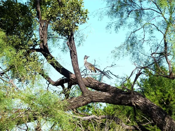 a view of a tree in a yard