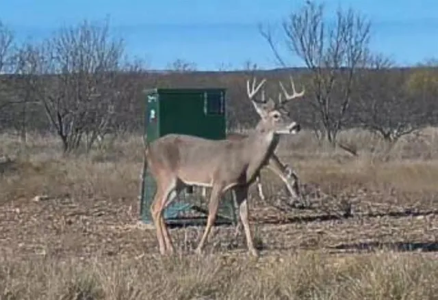 $749,000 | 1558 County Road 334, Gouldbusk, TX 76845