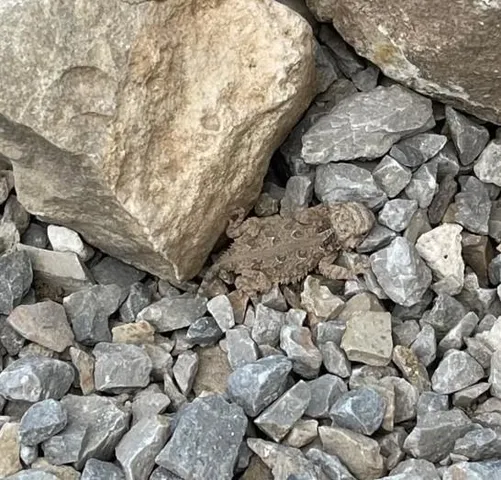 $749,000 | 1558 County Road 334, Gouldbusk, TX 76845