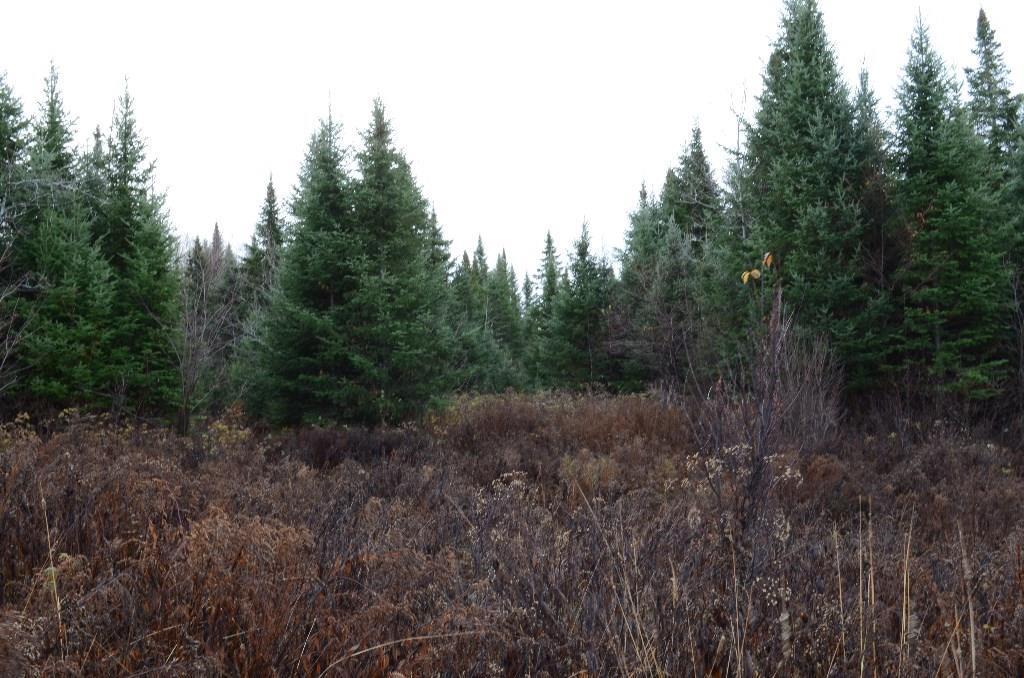 On Skagrock Road Wytopitlock, ME 04497 - Photo 10 of 22 Maine Land for Sale in Haynesville,...