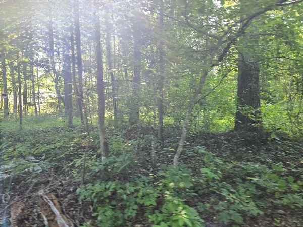 a view of a forest with trees