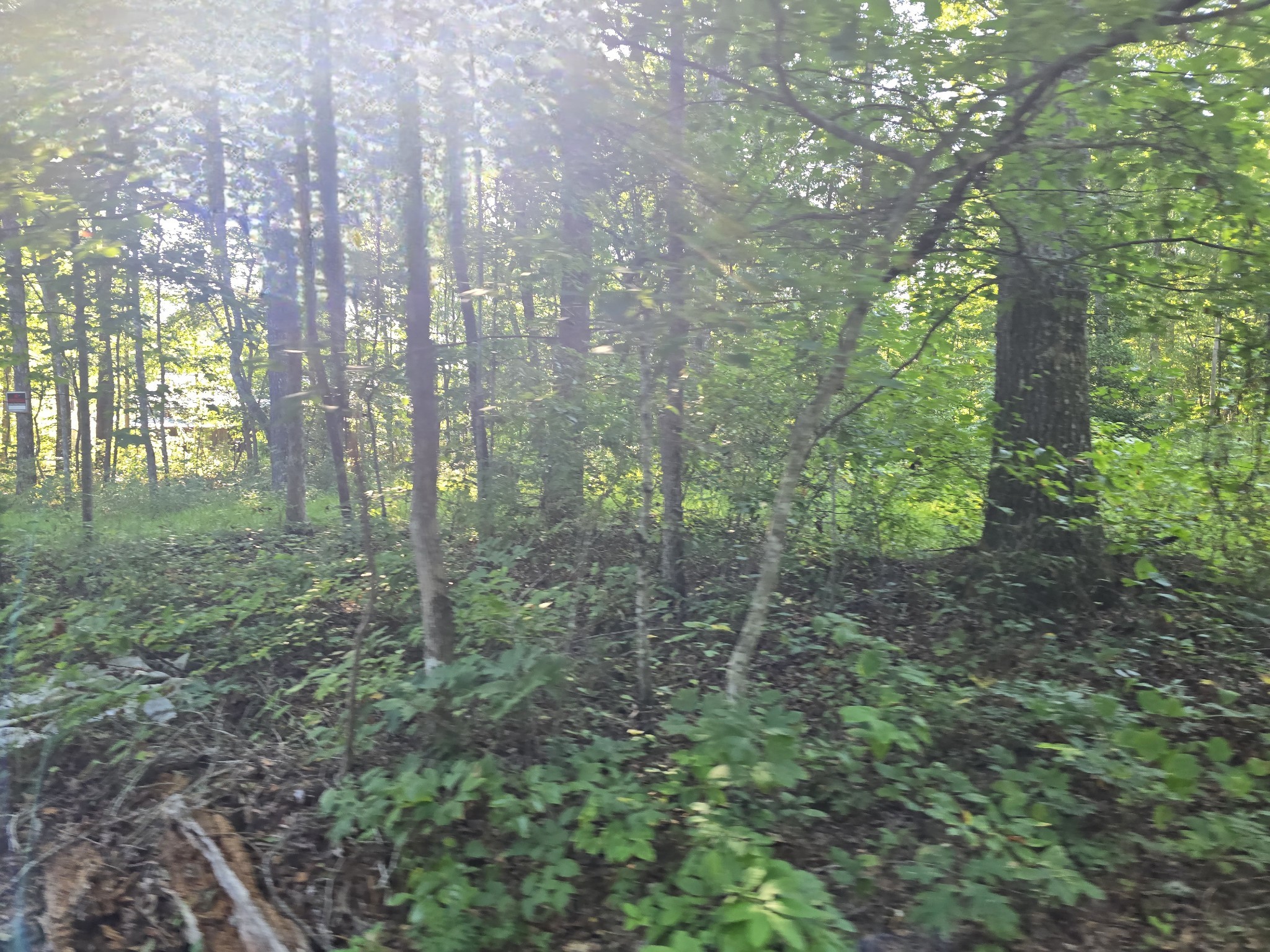 2185 Northcutts Cove Road Beersheba Springs, TN 37305 - Photo 11 of 24 a view of a forest with trees