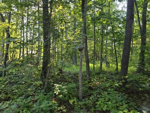 a view of outdoor space and lots of trees