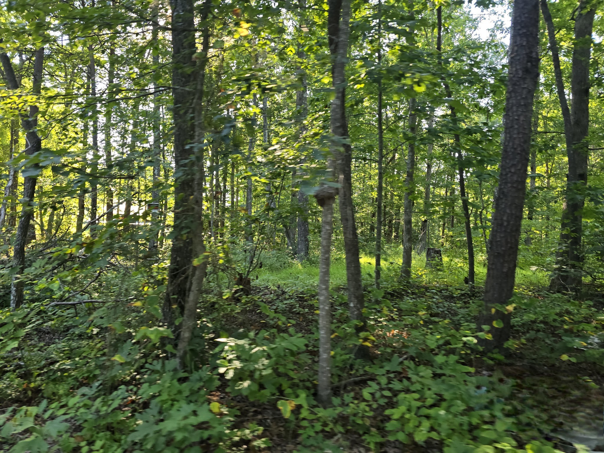 2185 Northcutts Cove Road Beersheba Springs, TN 37305 - Photo 12 of 24 a view of outdoor space and lots of trees