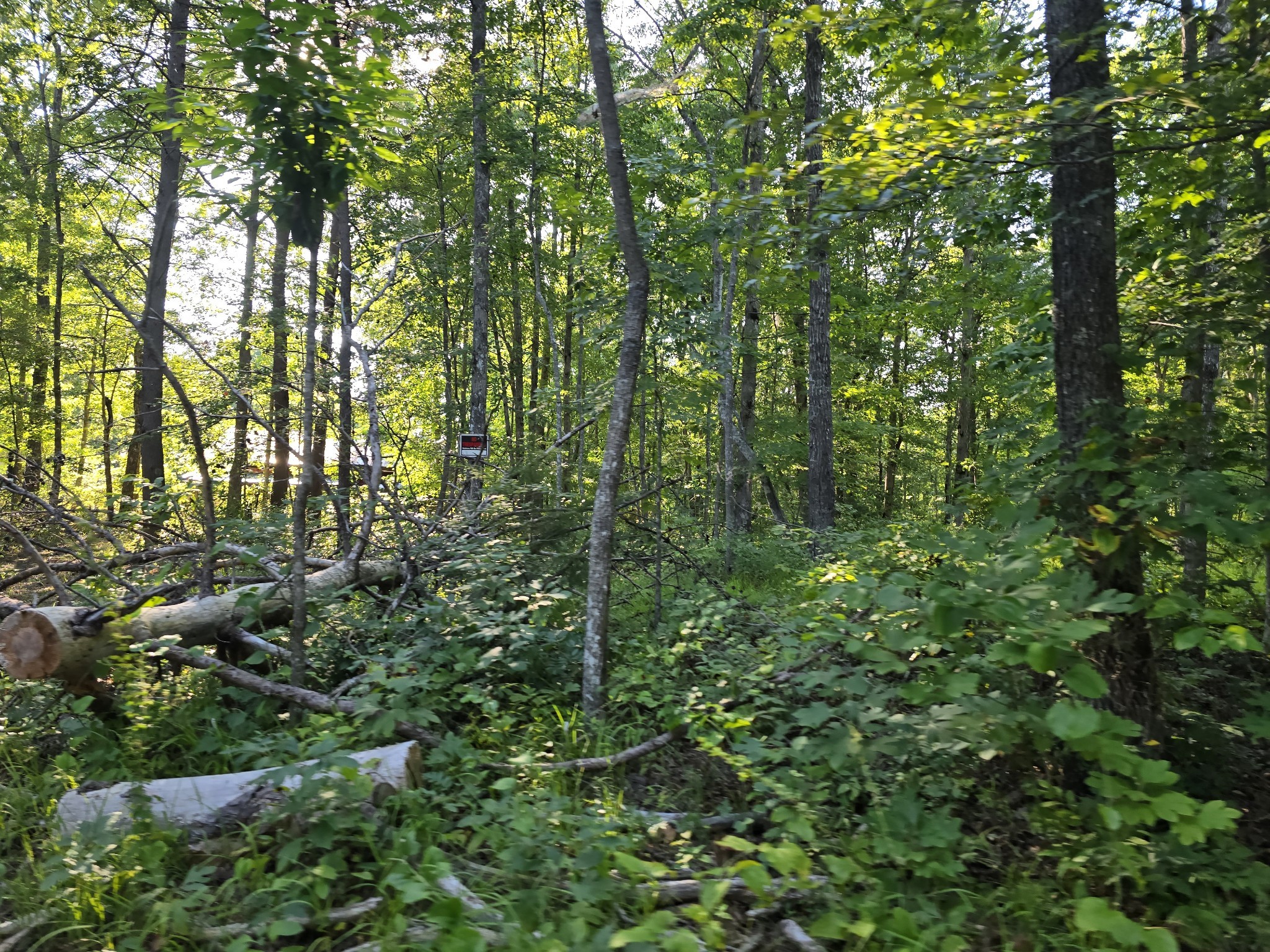 2185 Northcutts Cove Road Beersheba Springs, TN 37305 - Photo 13 of 24 a view of forest