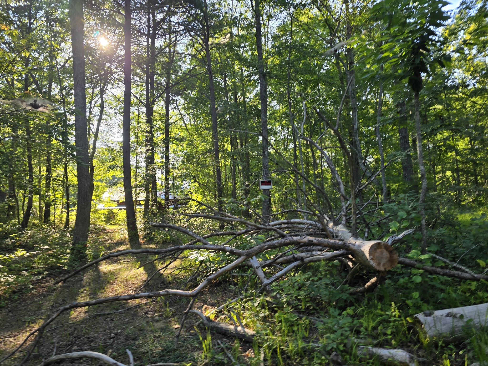 2185 Northcutts Cove Road Beersheba Springs, TN 37305 - Photo 14 of 24 a backyard of a house with lots of green space
