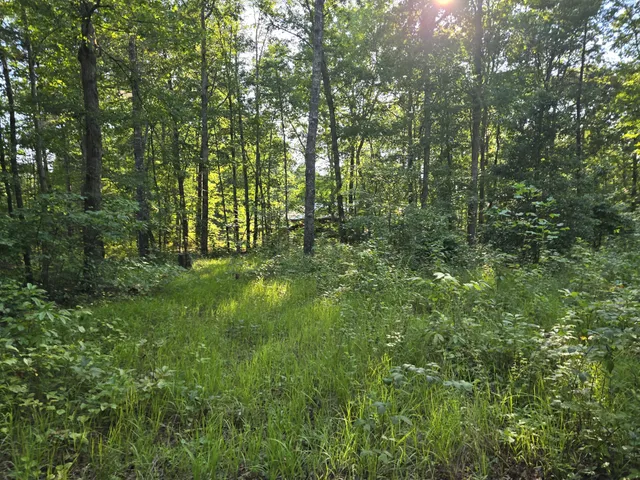 a view of outdoor space and trees all around