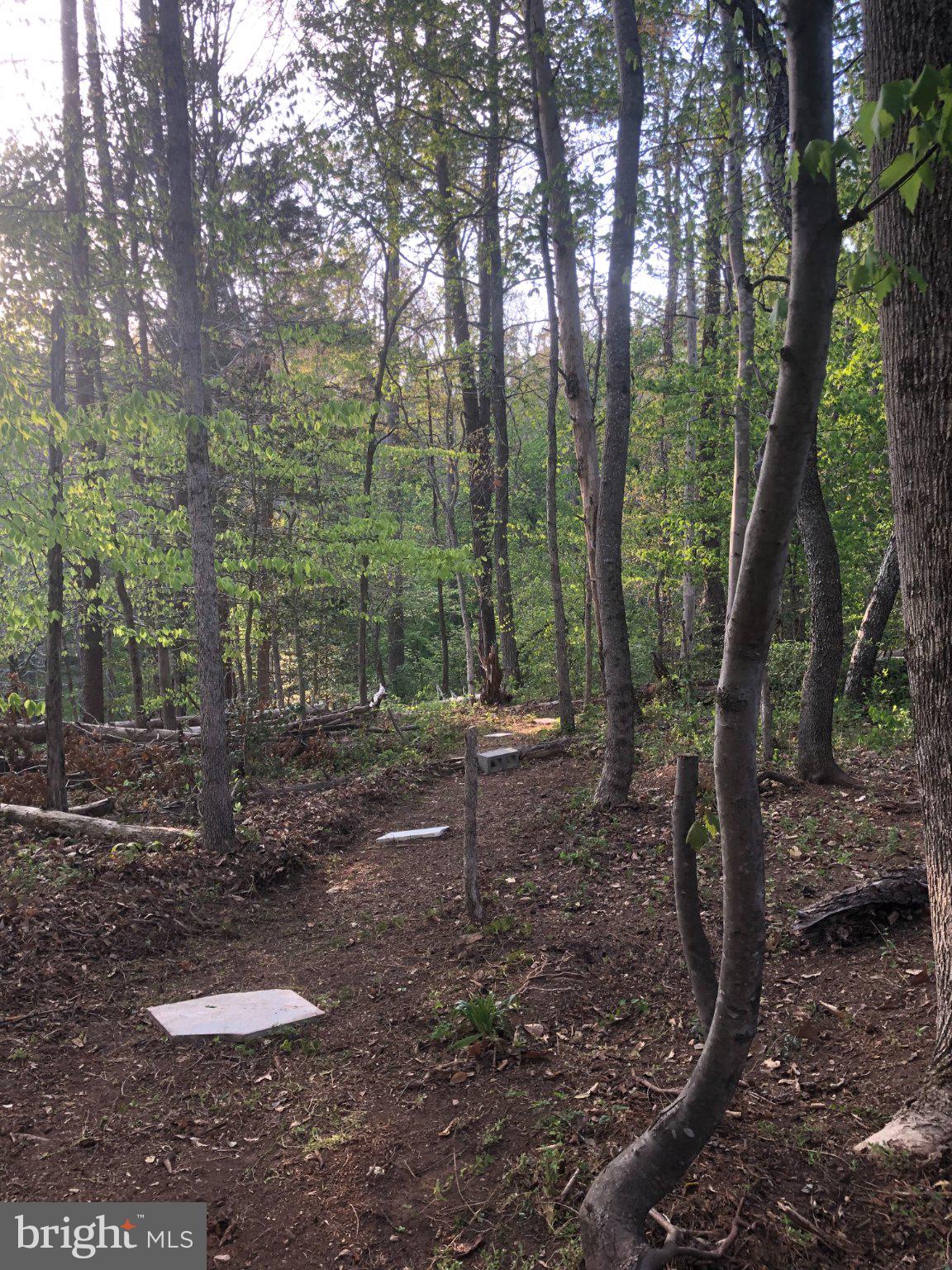 2203 Campbell Road Gordonsville, VA 22942 - Photo 47 of 53 a view of a forest with trees