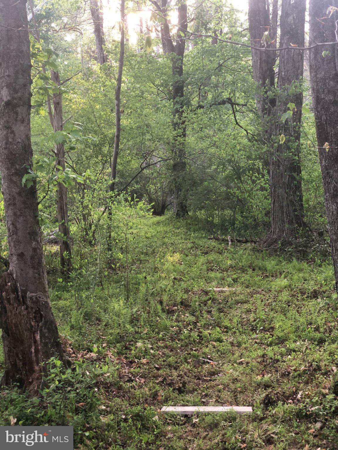 2203 Campbell Road Gordonsville, VA 22942 - Photo 48 of 53 a view of a forest with trees