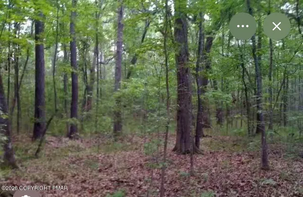 a view of a forest that has large trees