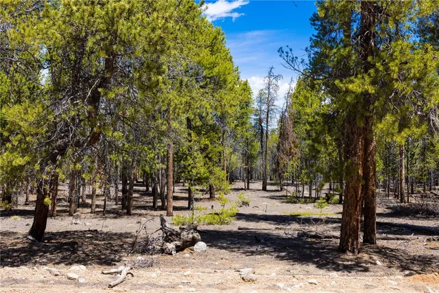 a view of a park with a tree