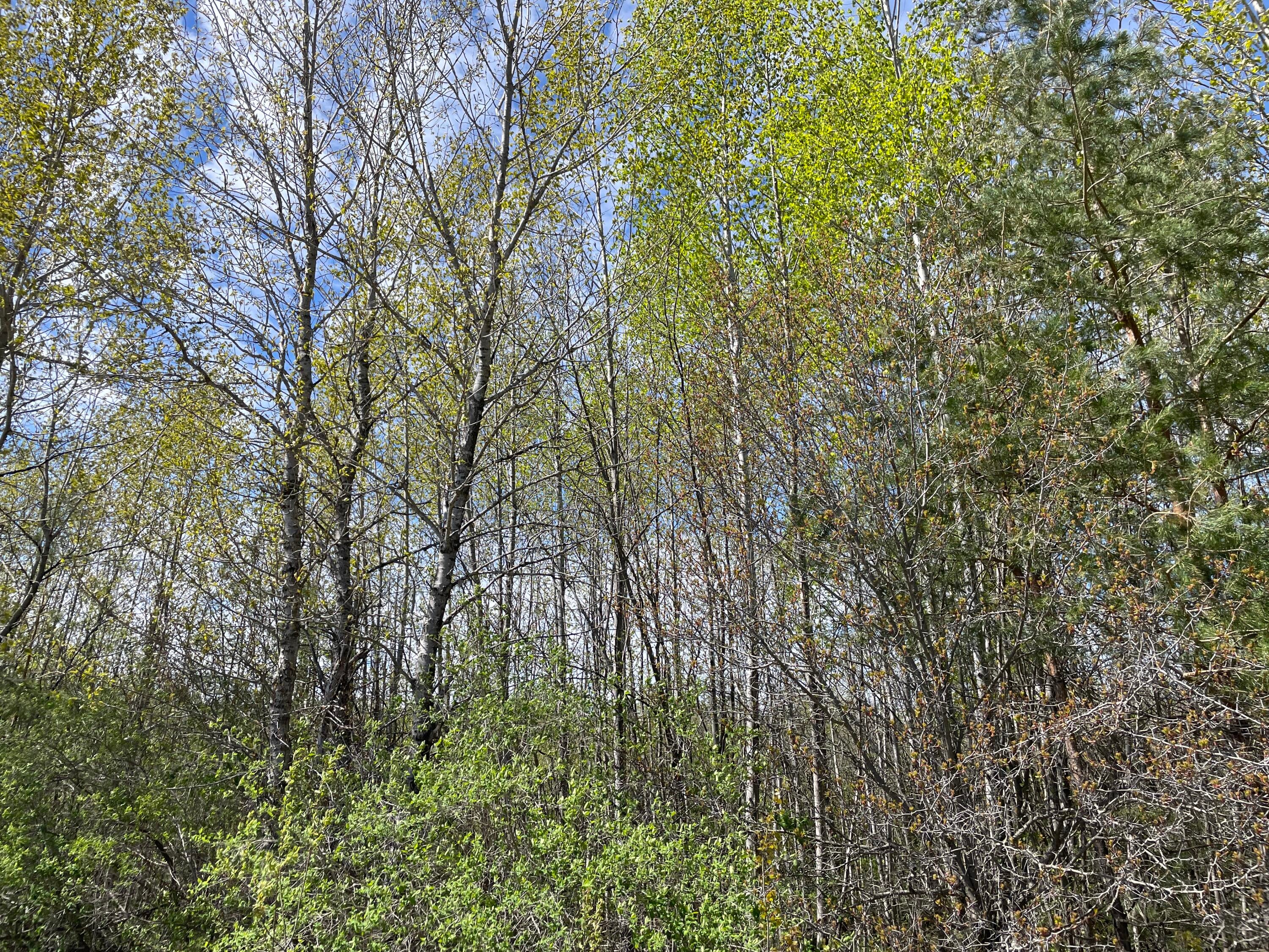 Little Canada Road Cheboygan, MI 49721 - Photo 9 of 24 Gallery Image 9