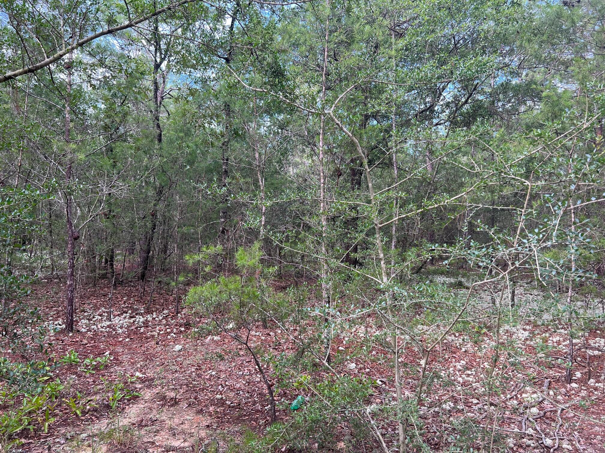 1.4-ac Watson Road DeFuniak Springs, FL 32433 - Photo 8 of 11 IMG_5370