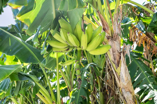 a view of yard with green space