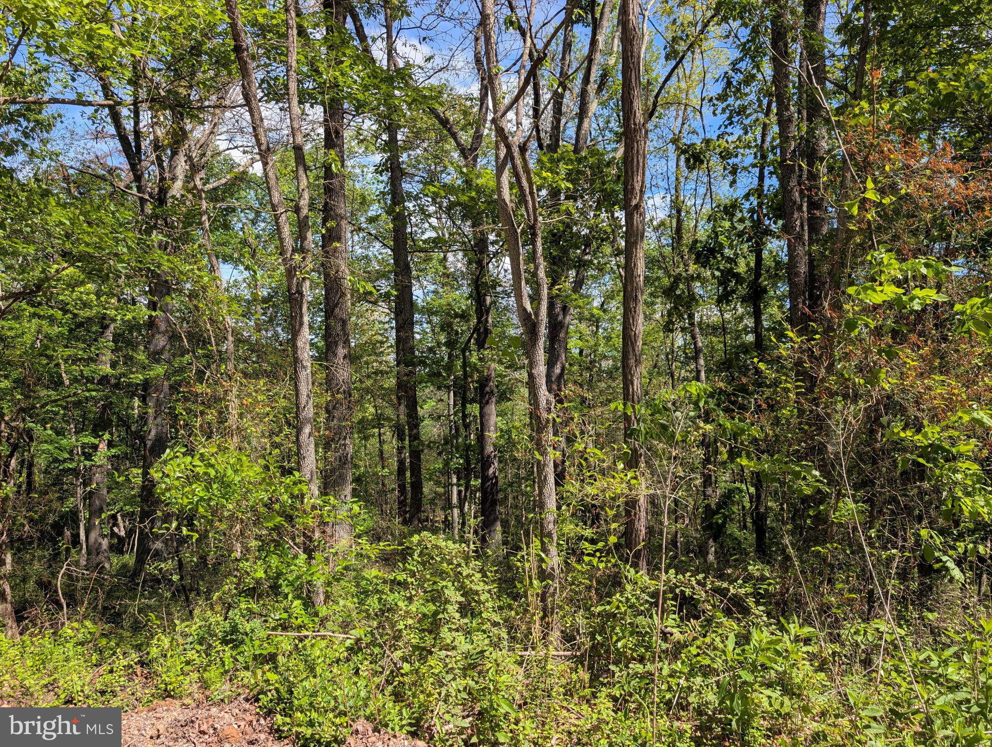 301 Bottom Road Great Cacapon, WV 25422 - Photo 6 of 11 a view of forest