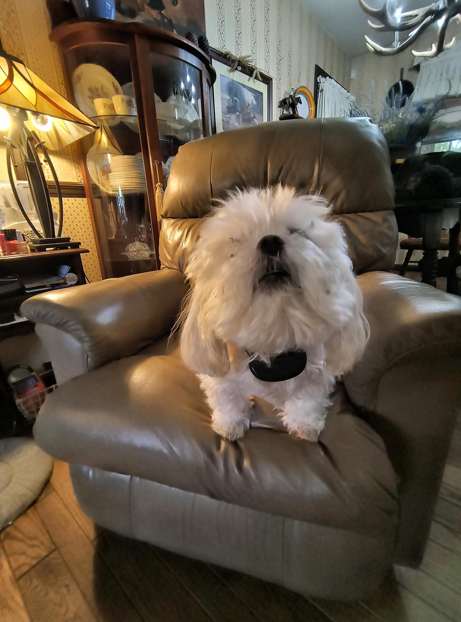 119 Frawley Road Chattanooga, TN 37412 - Photo 31 of 48 Woof !