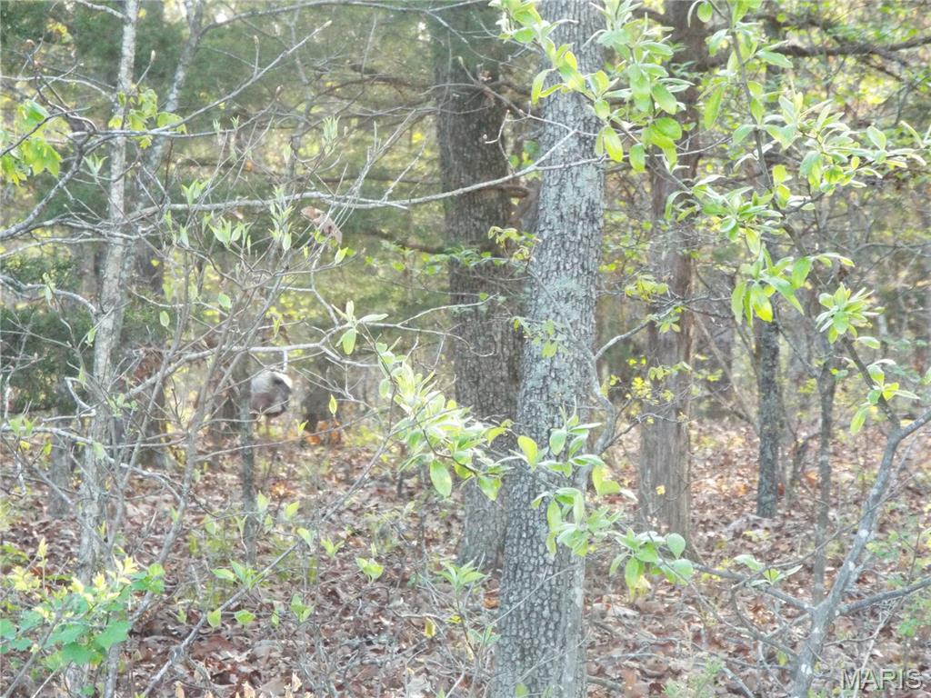 0 Shivers Road Linn Creek, MO 65052 - Photo 10 of 75