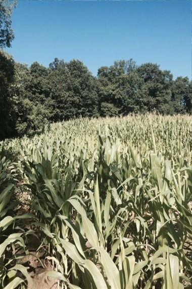 Springport Road Springport, MI 49284 - Photo 2 of 9 3 Corn Field-WR