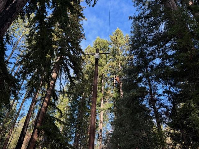 791 Summit Drive Boulder Creek, CA 95006 - Photo 18 of 22 a view of tree