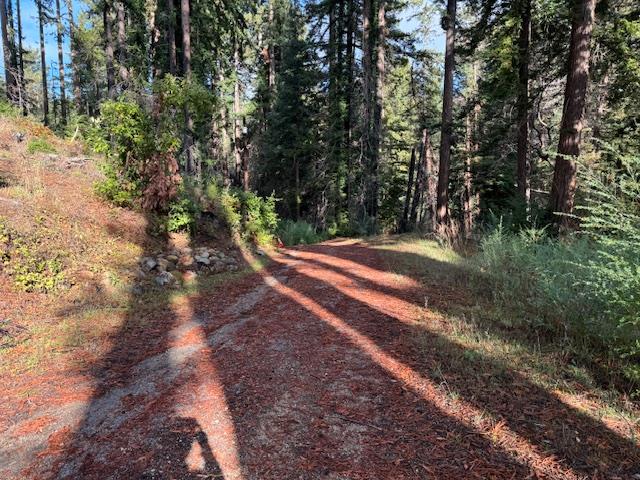 791 Summit Drive Boulder Creek, CA 95006 - Photo 5 of 22 a view of a yard with plants and trees