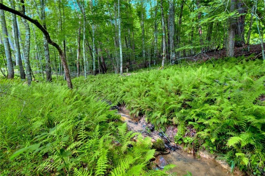 18131 Morganton Highway Morganton, GA 30560 - Photo 57 of 71 a view of forest