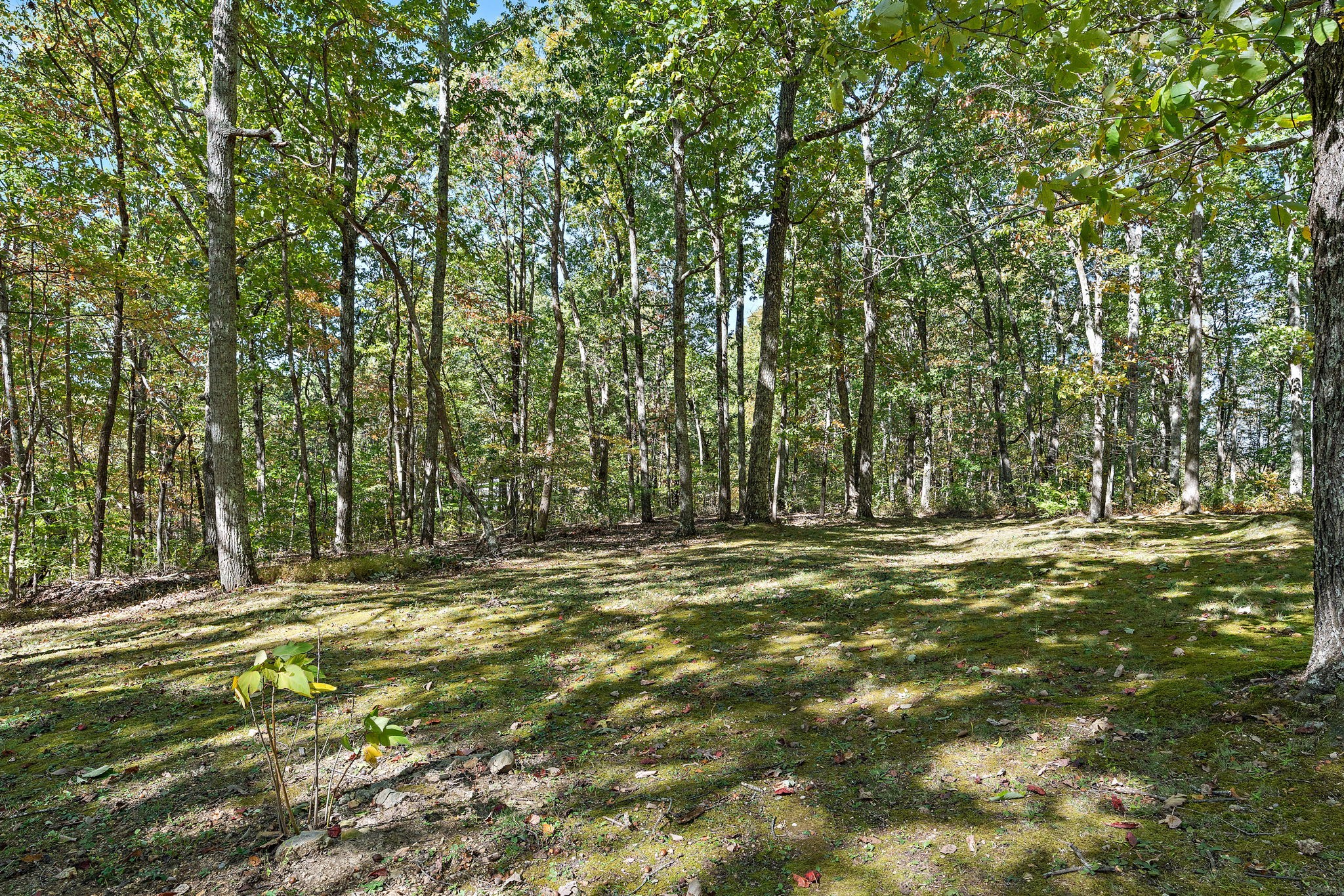 135 Shade Tree Lane Pegram, TN 37143 - Photo 45 of 50