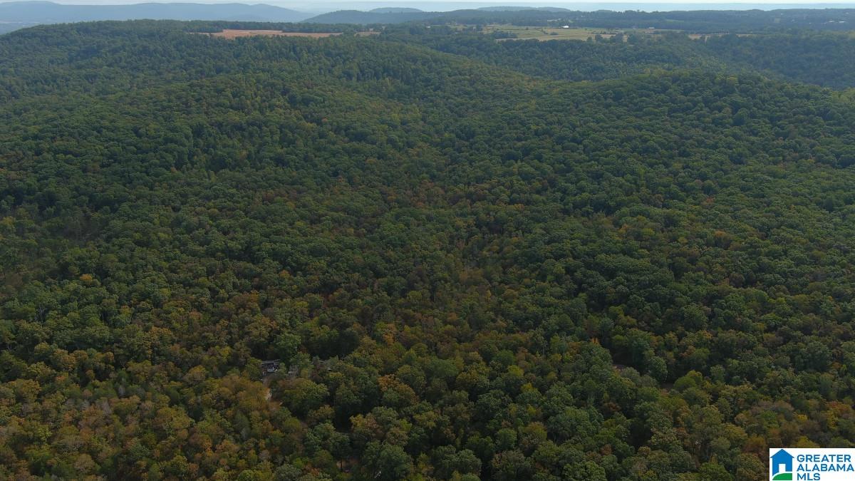 0 Cathedral Caverns Road Woodville, AL 35776 - Photo 8 of 14
