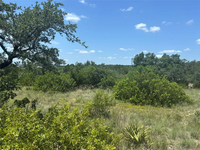 a view of a forest with trees in the background