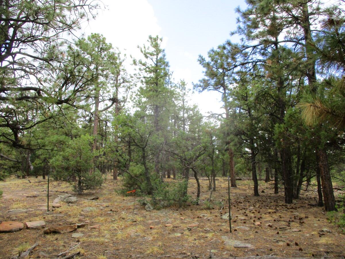 157 Forest Road Ramah, NM 87321 - Photo 29 of 71 Gallery Image 29