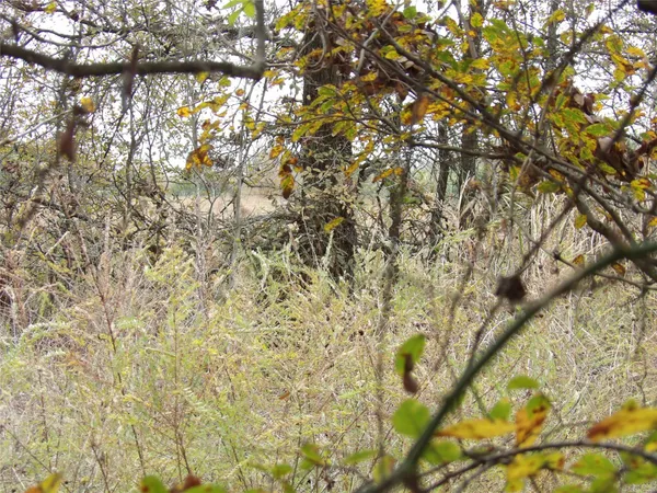 a close up of a tree