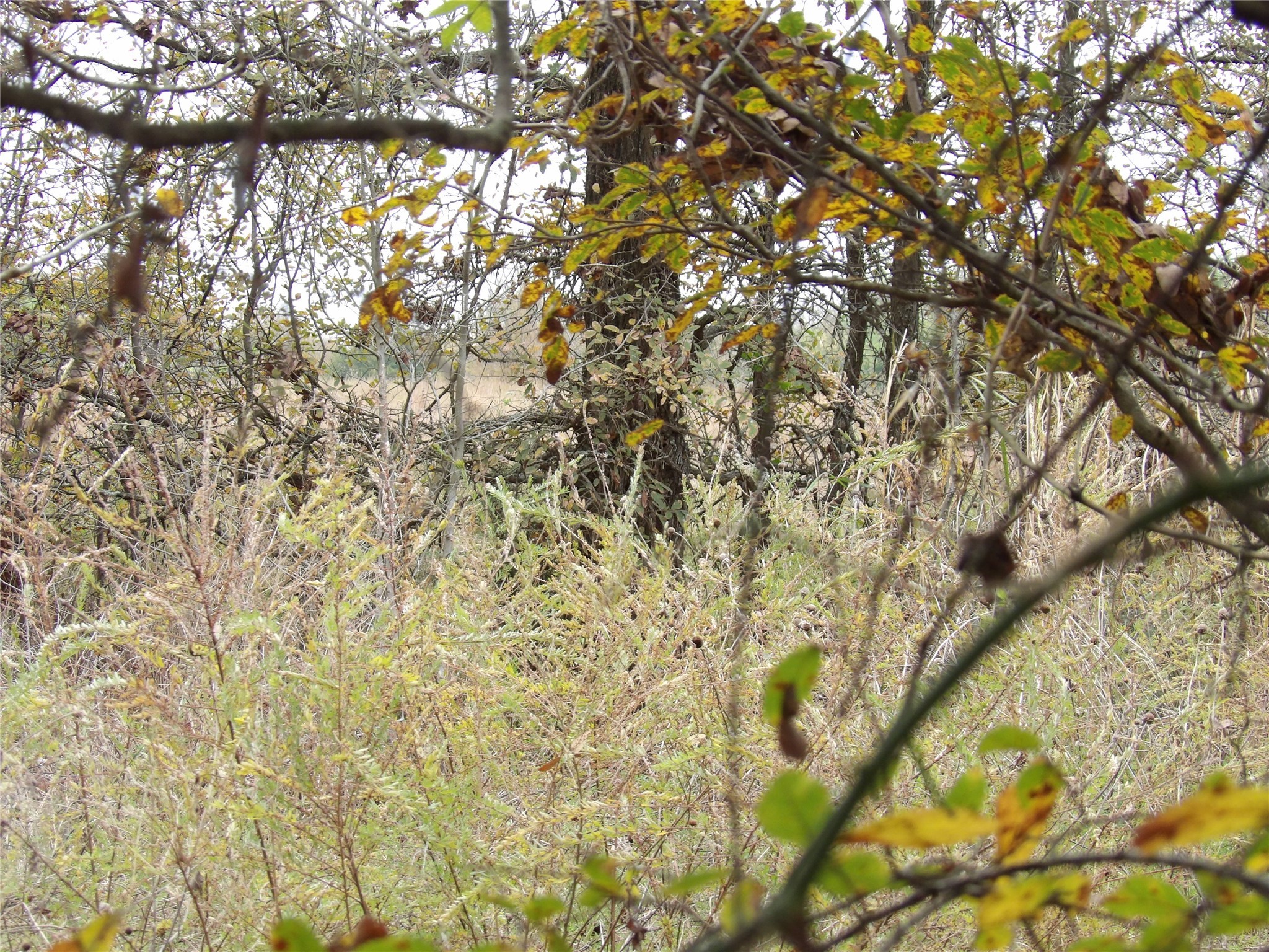 150 Rs County Road 1530 Point, TX 75472 - Photo 3 of 7 a close up of a tree