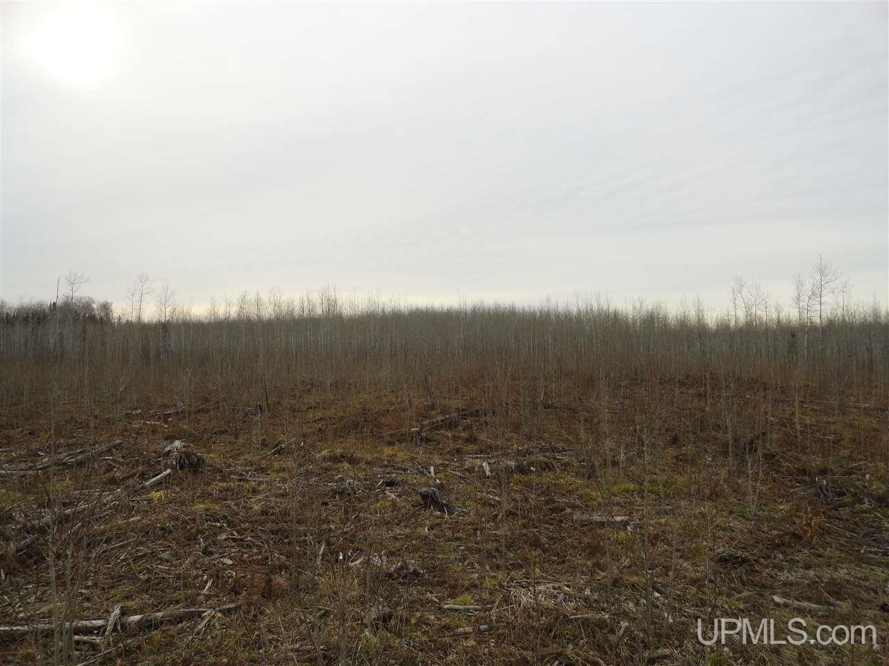 44-acres Ford River Road Arnold, MI 49831 - Photo 29 of 36