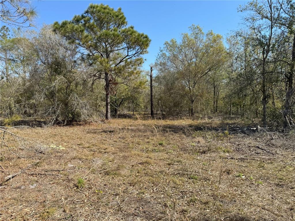 0 Lake Buffum Road Lake Wales, FL 33859 - Photo 11 of 21 a view of outdoor space with trees
