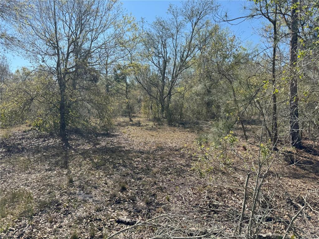 0 Lake Buffum Road Lake Wales, FL 33859 - Photo 13 of 21 a view of a outdoor space with trees