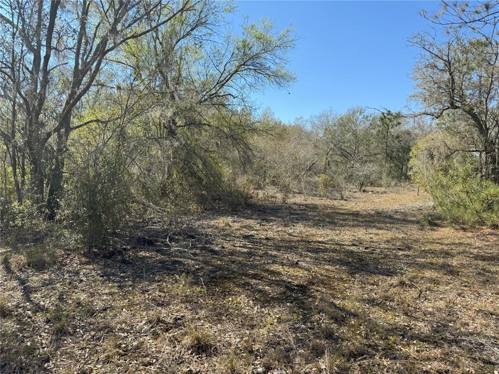 0 Lake Buffum Road Lake Wales, FL 33859 - Photo 14 of 21 a view of outdoor space and tree